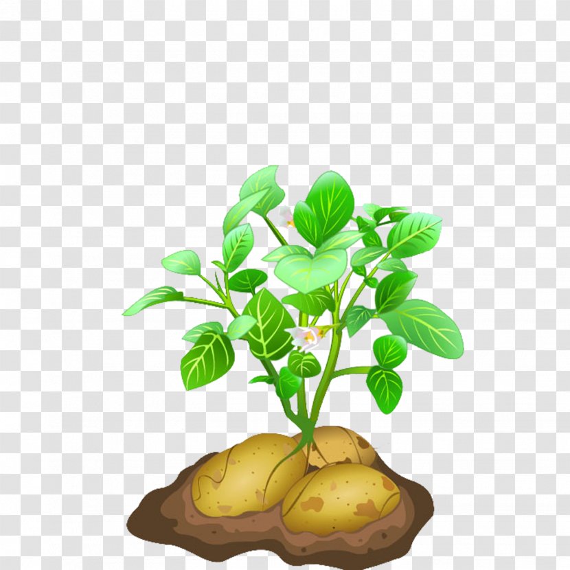Potato Euclidean Vector - Food - Seedlings Transparent PNG