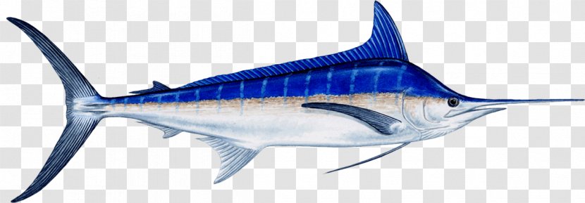 Marlin Fishing Atlantic Blue Recreational Billfish - Organism Transparent PNG