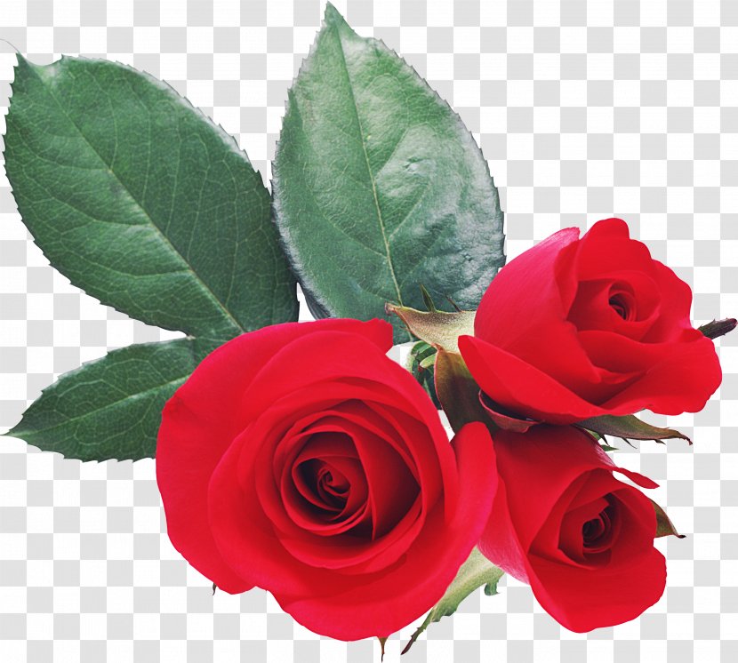 Love Valentine's Day Romance Desktop Wallpaper - Rose Transparent PNG