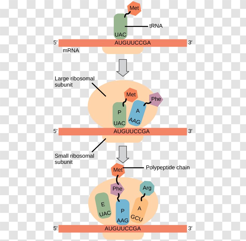 Ribosomes And Protein Synthesis: A Practical Approach Biosynthesis Translation - Transcriptional Start Codon Transparent PNG
