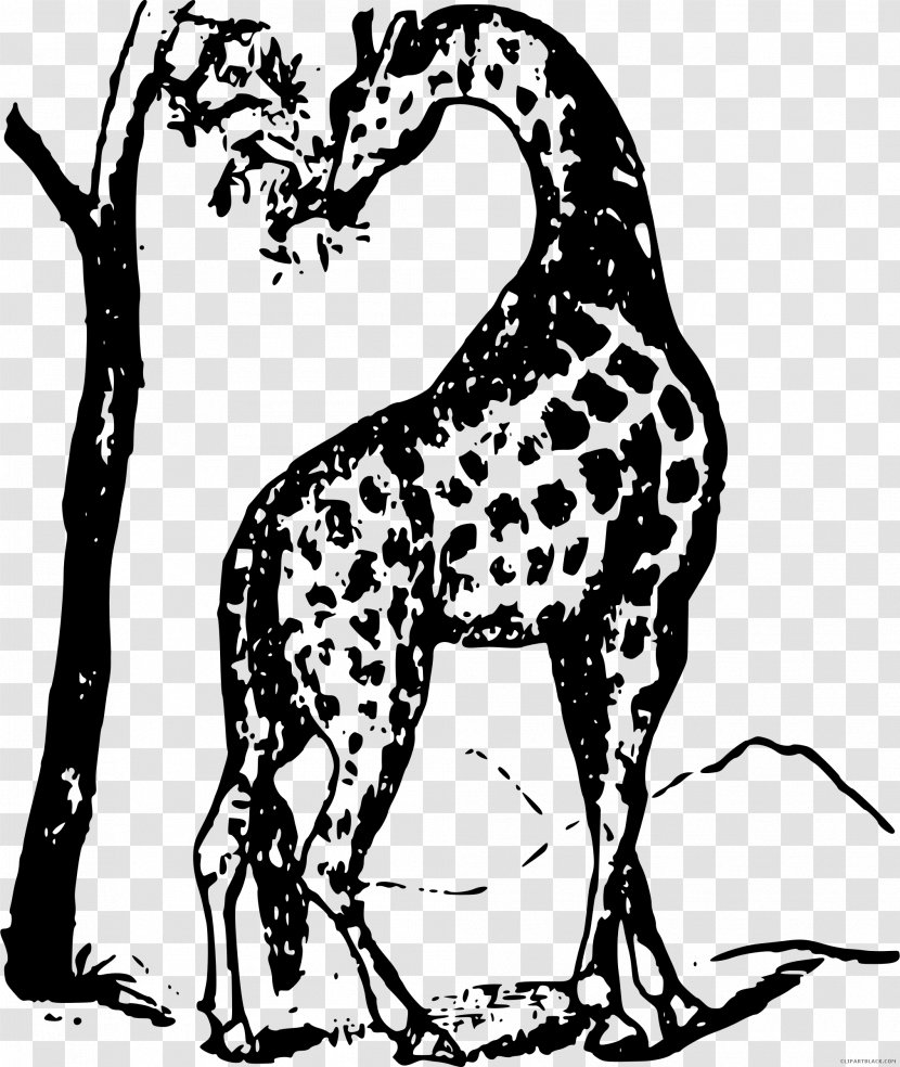 The White Giraffe Black And Non-sporting Group Clip Art - Terrestrial Animal - Animals Transparent PNG