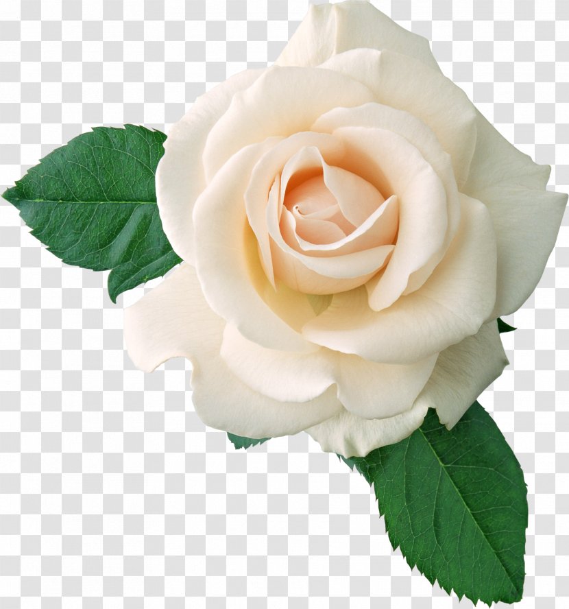 Rose White - Image, Flower Picture Transparent PNG