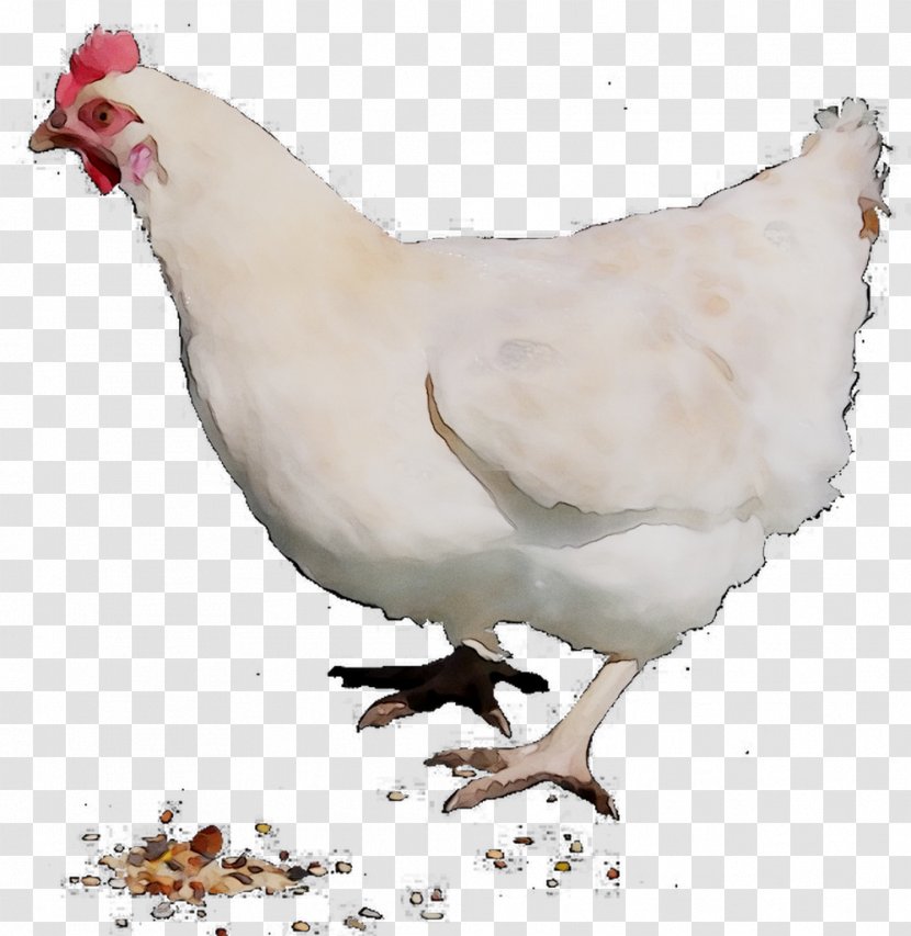 Chicken Rooster Cairo Poultry Farming - Fowl Transparent PNG