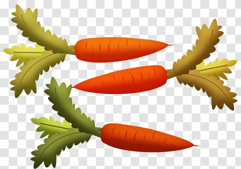 Carrot Euclidean Vector Vegetable - Painted With Green Material Transparent PNG