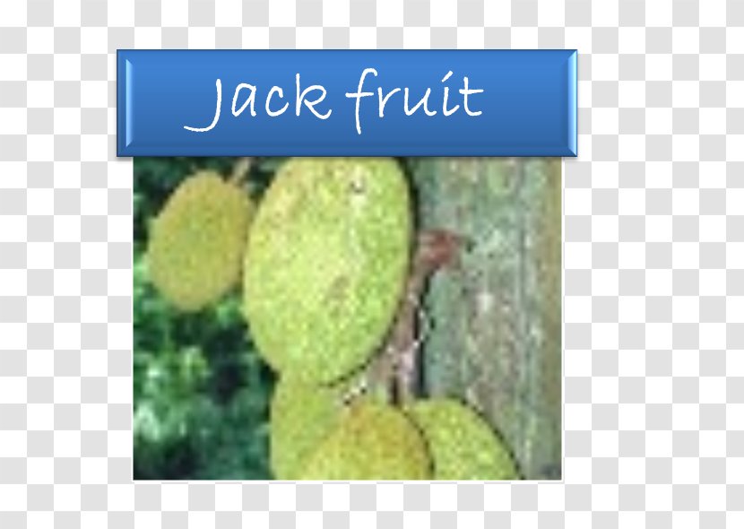 Jackfruit Breadfruit Fruit Tree Soursop - Food Transparent PNG