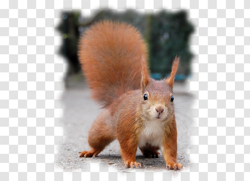 Red Squirrel Desktop Wallpaper Animal - Heart Transparent PNG
