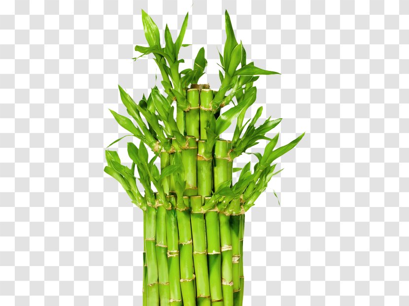 Lucky Bamboo Houseplant Plants Garden - Twig - Mellieha Bay Malta Transparent PNG