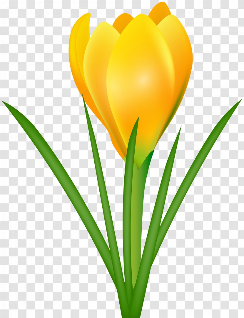 Crocus Flavus Vernus Chrysanthus Flower Clip Art - Daffodil Transparent PNG