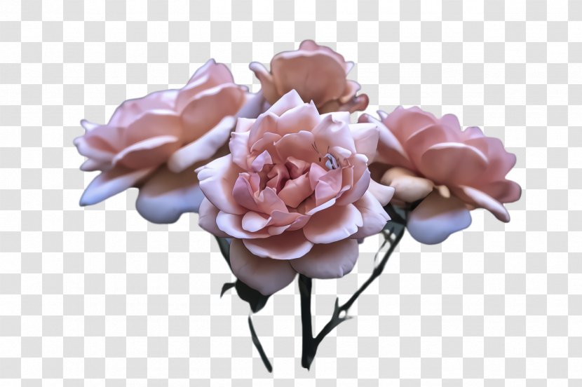 Garden Roses - Artificial Flower Rose Family Transparent PNG