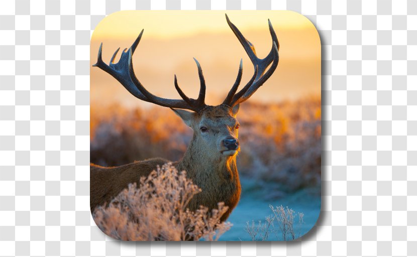Red Deer Royalty-free Desktop Wallpaper - Frame Transparent PNG