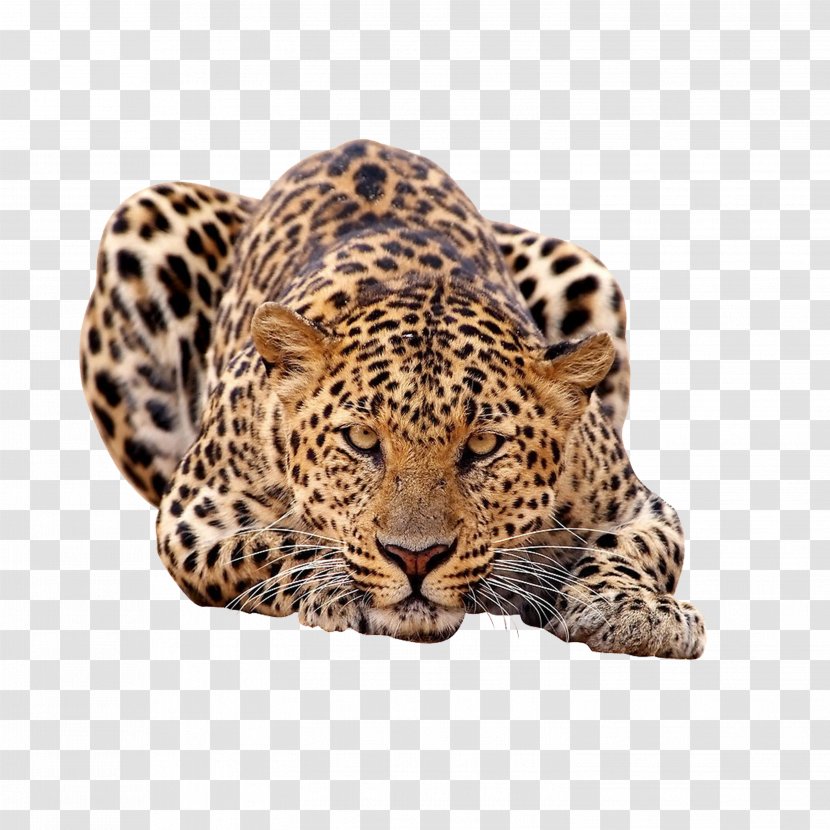 Amur Leopard African Felidae Tiger - Snout Transparent PNG