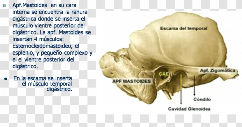 Temporal Bone Ear Mastoid Process Human Anatomy - Flower Transparent PNG