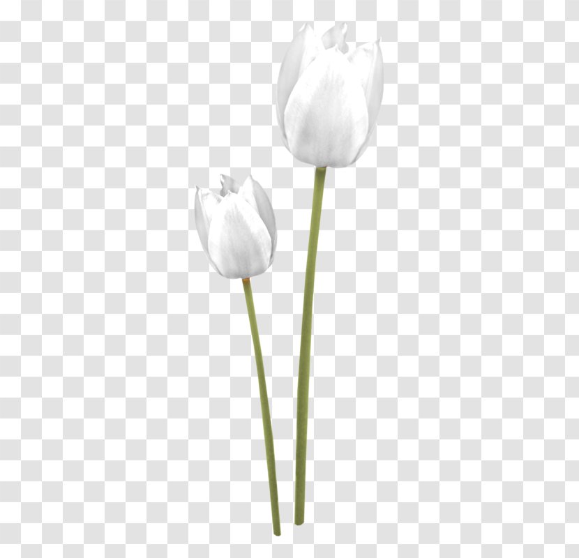 Tulip White Cut Flowers Petal Plant Stem - Flower Transparent PNG
