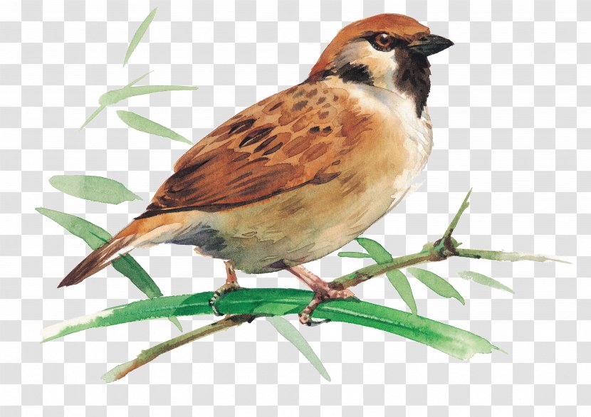 Bird Migration Rook House Sparrow Feeder Transparent PNG