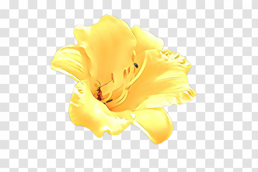 Yellow Petal Flower Plant Daylily Transparent PNG