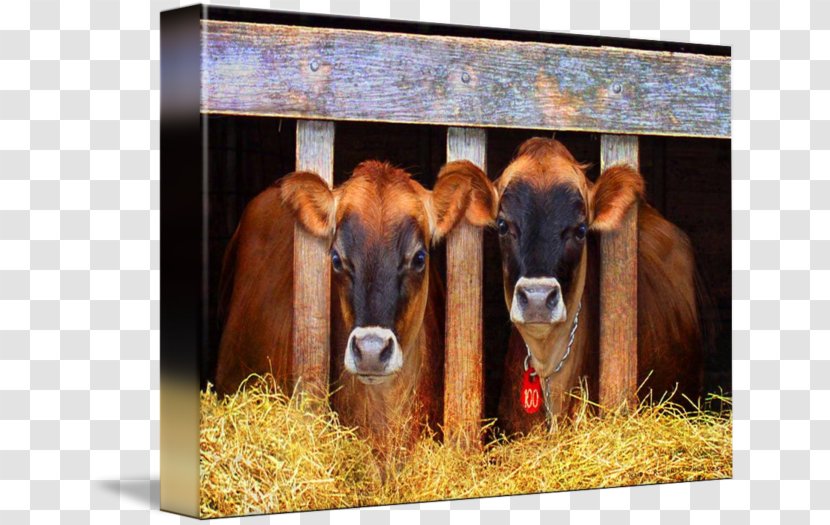 Calf Jersey Cattle Vegetarian Cuisine Dairy Gallery Wrap Transparent PNG