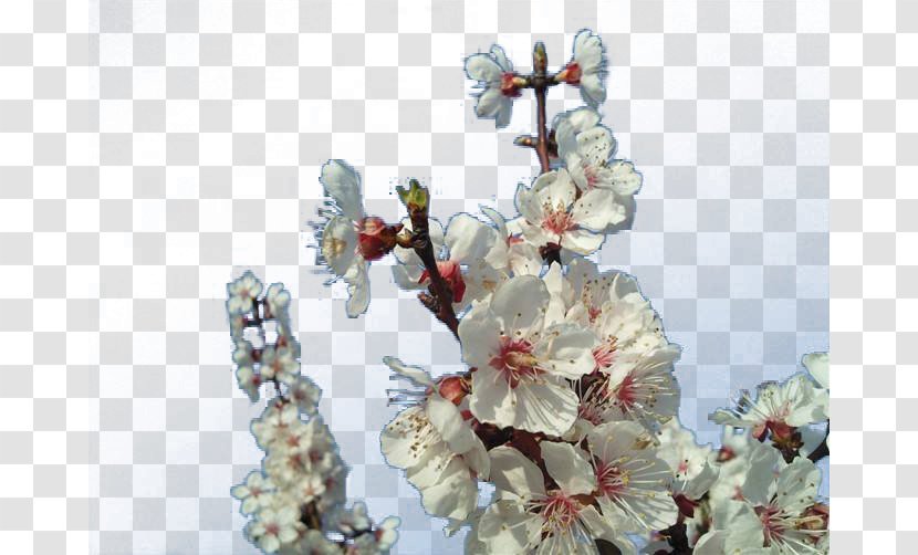 Blossom Apricot Plum Flower - White Branches Transparent PNG