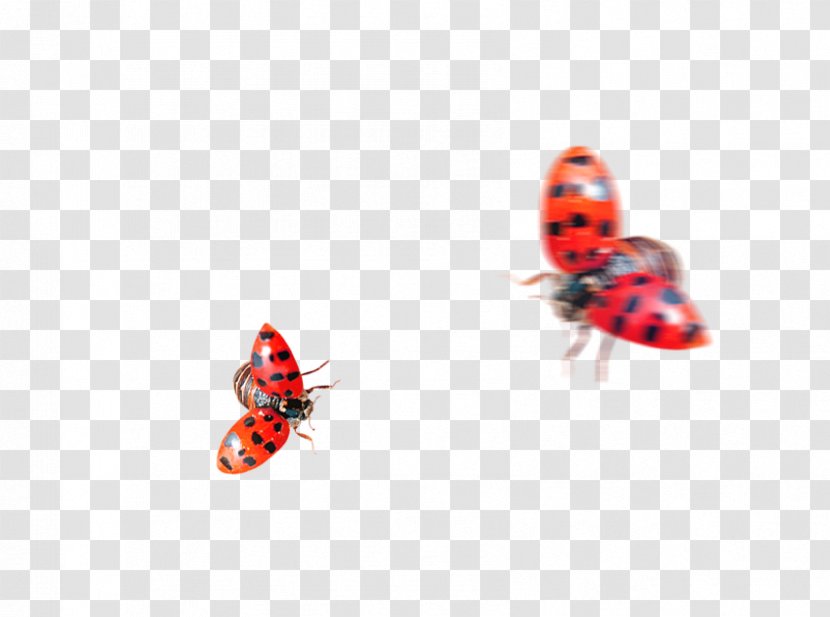 Ladybird Insect Coccinella Septempunctata - Red - Ladybug Transparent PNG