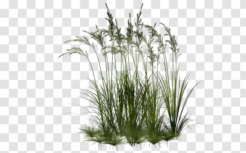 Sweet Grass Vetiver Tree Aquarium Chrysopogon - Plant Transparent PNG