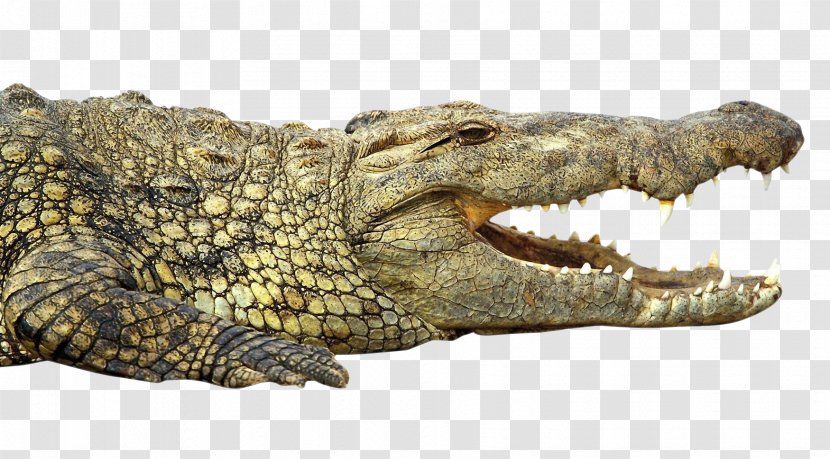 Nile Crocodile Alligator - Reptile Transparent PNG