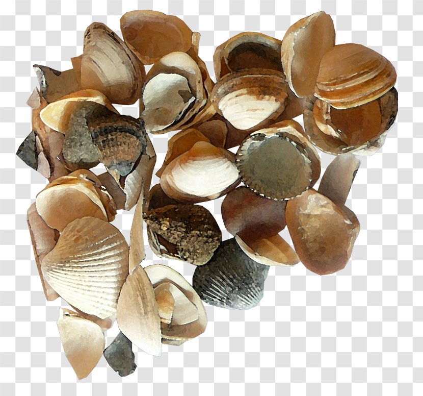 Seashell Clip Art - Cockle - A Pile Of Seashells Transparent PNG