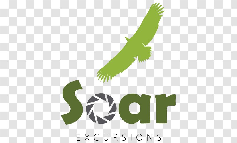 Soar Excursions Organization Beak Individual Bird - Nonprofit Organisation - Excursion Transparent PNG