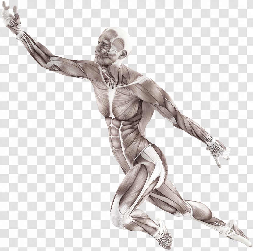 Human Body Muscle Motion Anatomy Trains: Myofascial Meridians For Manual And Movement Therapists Muscular System - Figurine - 9/11 Transparent PNG