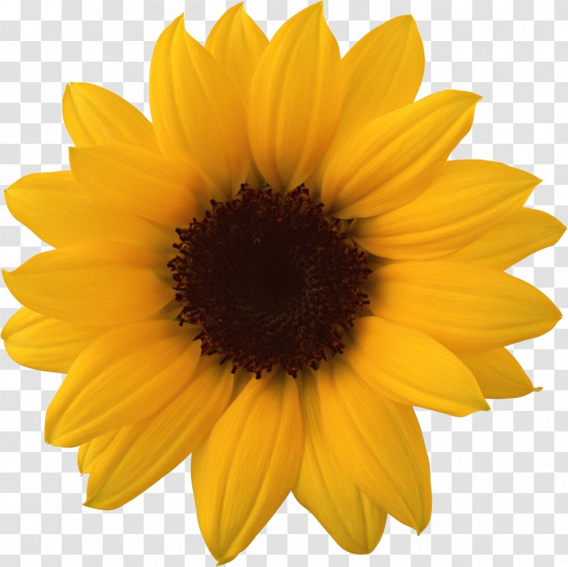 Common Sunflower Clip Art - Flowering Plant - Oil Transparent PNG