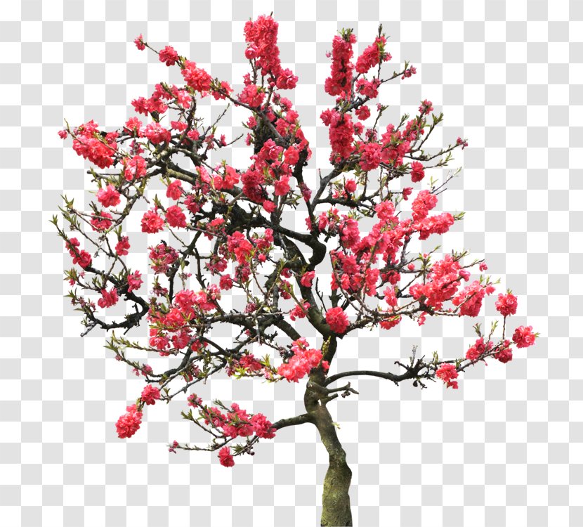 Blossom Peach Tree - Rendering Transparent PNG