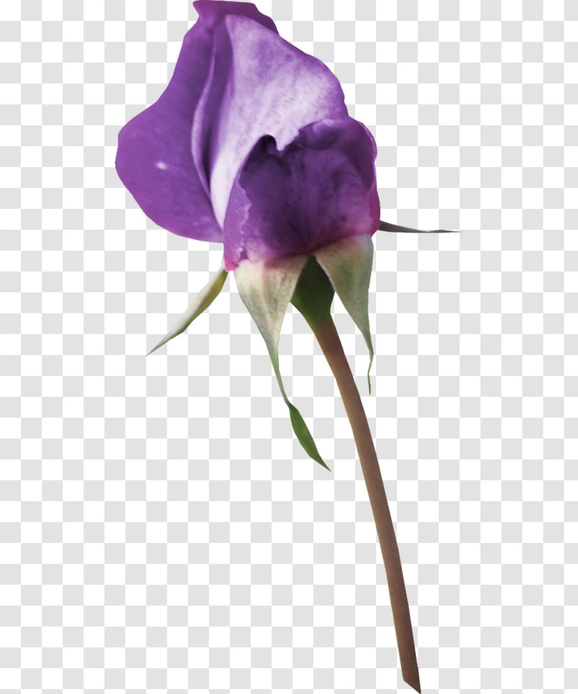 Multiflora Rose Family Beach - Lilac - Viola Transparent PNG