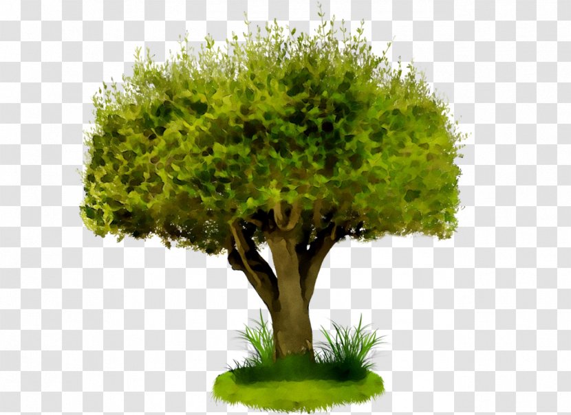 Southeastern Tree Removal Company AVV NETTOYAGE Organization - Conifers - Houseplant Transparent PNG