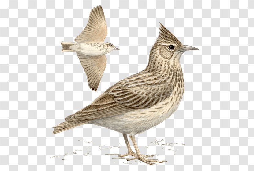 Crested Lark Skylarks Bird Sparrow Family - Feather Transparent PNG