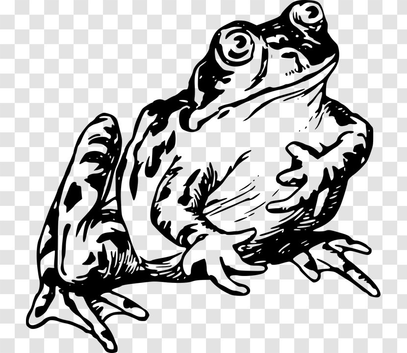 Common Frog And Toad Drawing Clip Art - Vertebrate Transparent PNG