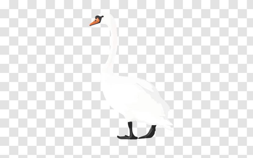 Cygnini Duck White Feather Transparent PNG