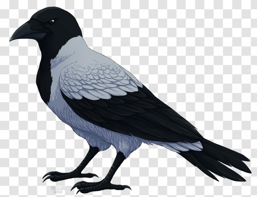 Hooded Crow Carrion DeviantArt Transparent PNG