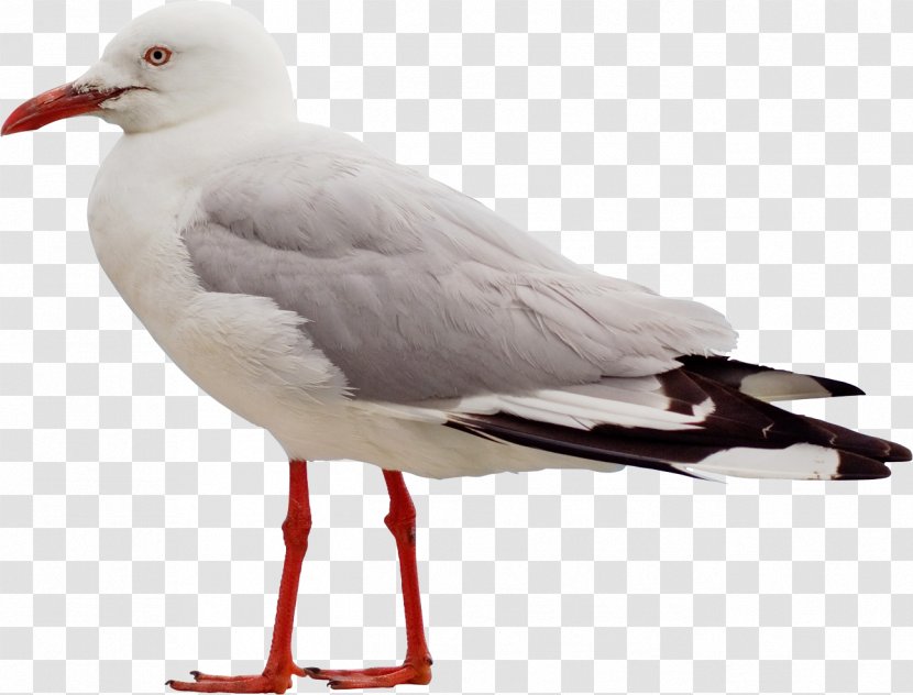 Bird Ivory Gulls Columbidae Clip Art - Shorebird - Gull Transparent PNG