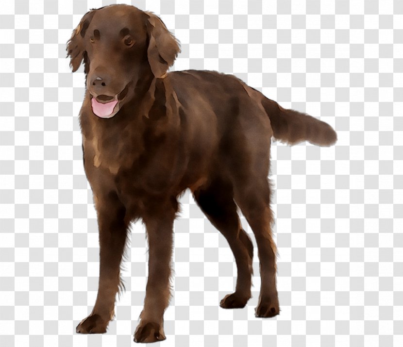 Flat-coated Retriever Labrador Nova Scotia Duck Tolling Chesapeake Bay Field Spaniel - Royaltyfree - Dog Breed Transparent PNG