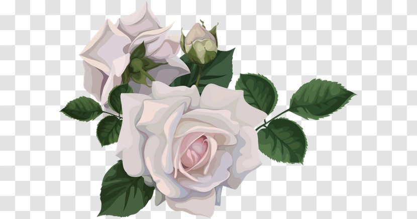 Garden Roses Paper Cabbage Rose Flower Floribunda - Family Transparent PNG