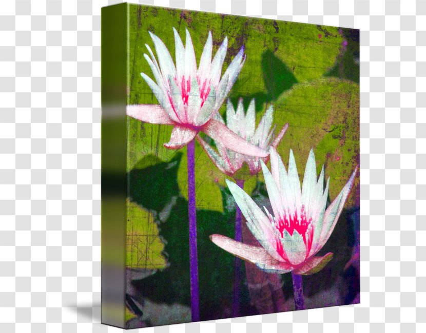 Gallery Wrap Canvas Aquatic Plants Water Lilies Art Transparent PNG