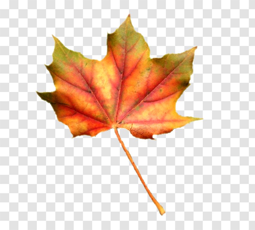 Maple Leaf Clip Art - Autumn Transparent PNG