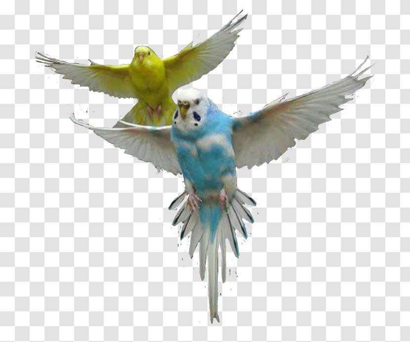 Budgerigar Parrot Bird Macaw Parakeet - Budgie - Flying Transparent PNG