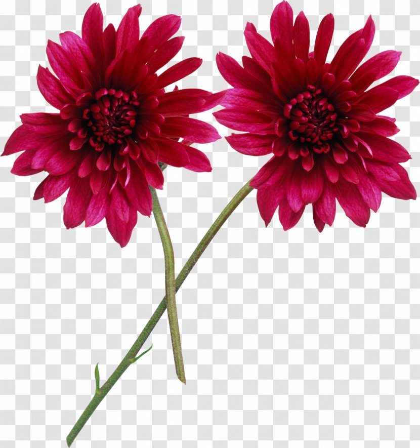 Flower Clip Art - Aster Transparent PNG