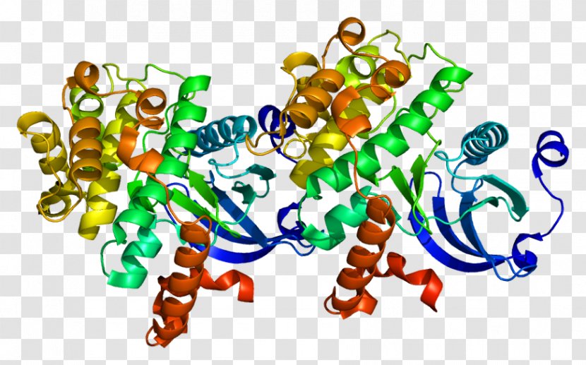 TAOK2 Protein Kinase Gene - Frame - Cartoon Transparent PNG