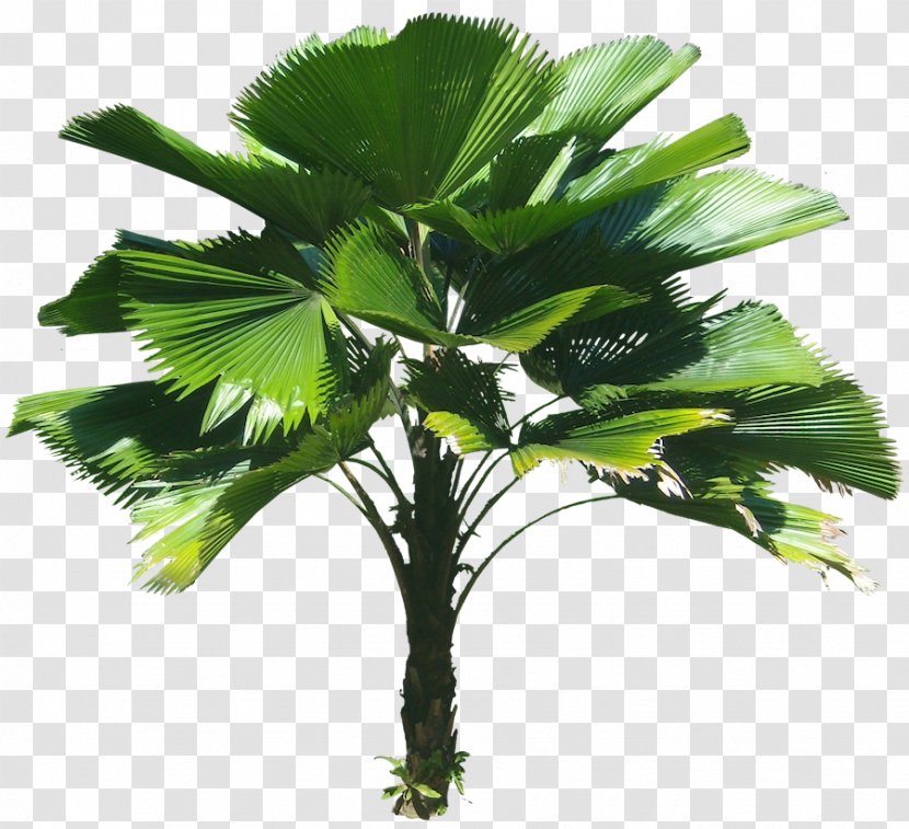 Plant Tree Tropics - Tropical Transparent PNG