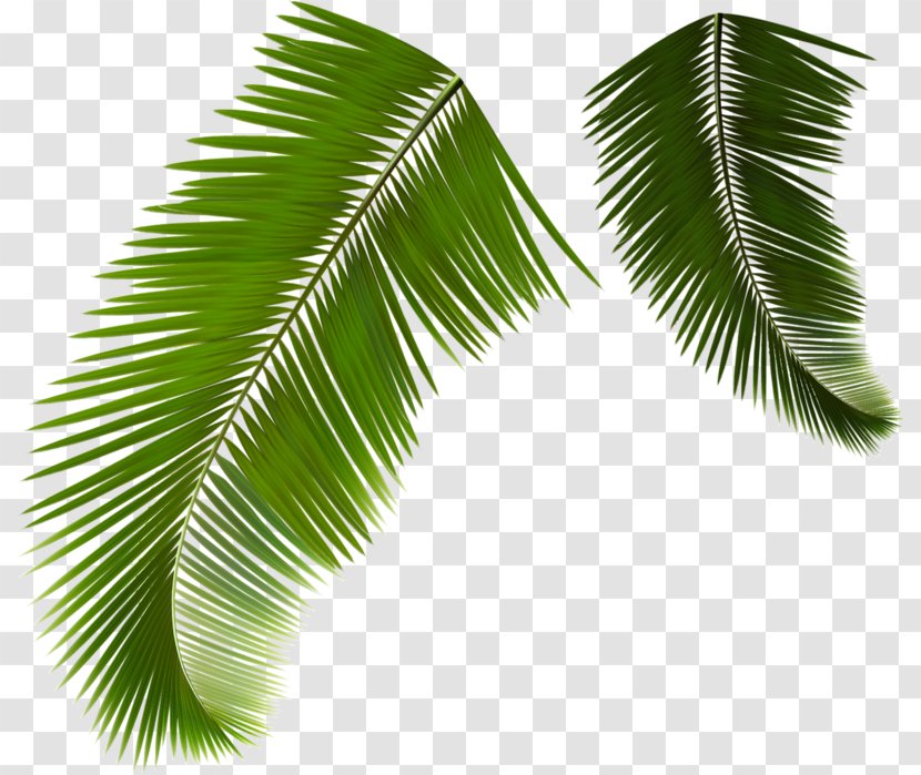 Arecaceae Leaf Frond Coconut - Royaltyfree - Green Leaves Transparent PNG