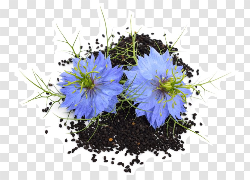 Fennel Flower Sativum Love-in-a-Mist Kevala Organic Black Cumin Seeds - Lobelia - Nigella Transparent PNG