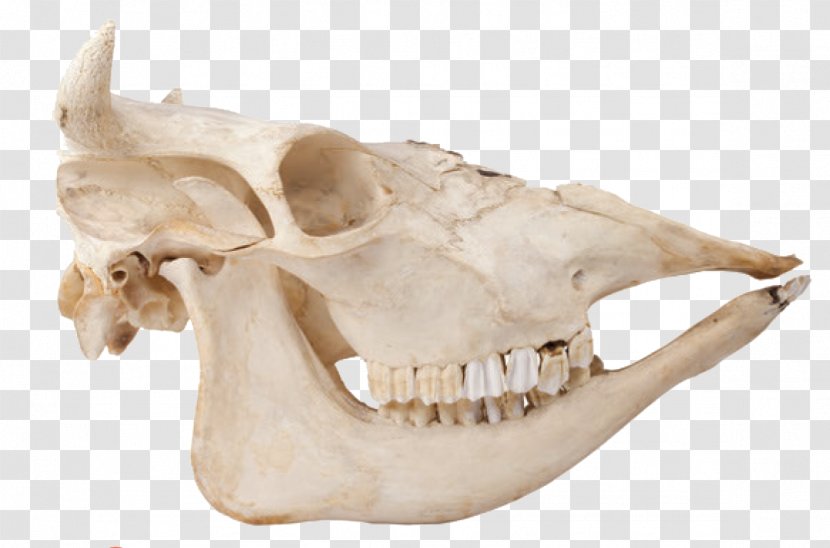 Skull Cattle Bone Skeleton Mammal - Bones Transparent PNG