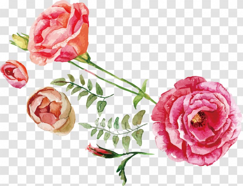 Rose Flower Bouquet Illustration - Flowering Plant - Watercolor Roses Transparent PNG