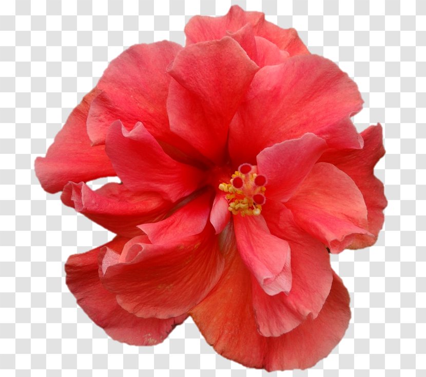 Japanese Camellia Flowering Plant Mallows Hibiscus - Petal - Durga Maa Transparent PNG