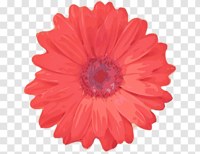 Pink Flowers Background - Marigold - Perennial Plant Daisy Family Transparent PNG